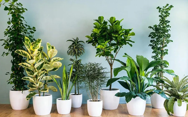 Cây cảnh sẽ là món quà tuyệt vời cho sếp nam 